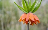 "fritillaria Drygalskii" に対する画像結果.サイズ: 167 x 106。ソース: www.gardenersworld.com