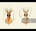 Image result for Mastigoteuthis Anatomie. Size: 122 x 106. Source: www.gettyimages.co.uk