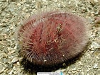 Image result for "spatangus Purpureus". Size: 141 x 106. Source: www.reeflex.net