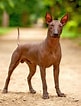 Image result for Meksikansk nakenhund. Size: 81 x 106. Source: www.dailypaws.com