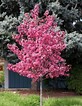 Tamaño de Resultado de imágenes de Dwarf Flowering Trees.: 82 x 106. Fuente: www.pinterest.co.uk