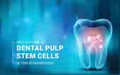 Dental Pulp cells എന്നതിനുള്ള ഇമേജ് ഫലം. വലിപ്പം: 170 x 106. ഉറവിടം: www.kosheeka.com