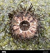 Image result for "lucilla Echinus". Size: 101 x 106. Source: www.alamy.com