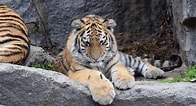 Image result for Tiger Kinder. Size: 196 x 106. Source: www.youtube.com