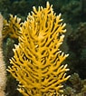 Image result for Fire Coral Species. Size: 95 x 106. Source: www.pinterest.com.mx