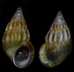 Afbeeldingsresultaten voor "rissoa Porifera". Grootte: 109 x 106. Bron: www.inaturalist.org