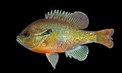 Image result for "botryostrobus Auritus/australis". Size: 175 x 106. Source: ncfishes.com