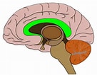 Image result for Corpus Callosum Beschriftung. Size: 136 x 106. Source: neuroscientificallychallenged.com