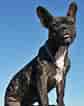 Image result for Fransk bulldog. Size: 84 x 106. Source: www.hundfritid.no