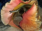 Afbeeldingsresultaten voor Bradycalanus gigas Geslacht. Grootte: 144 x 106. Bron: www.pinterest.com