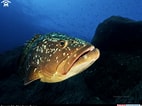 Image result for Brown Grouper. Size: 142 x 106. Source: www.pinterest.com
