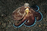 Image result for "octobranchus Floriceps". Size: 159 x 106. Source: www.fotocommunity.de