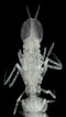 Image result for Paraphronima gracilis Stam. Size: 60 x 106. Source: scripps.ucsd.edu