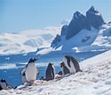Image result for Dieren op Antarctica. Size: 124 x 106. Source: landedtravel.com