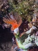 Image result for "protula Tubularia". Size: 80 x 106. Source: joseluisalcaide.com