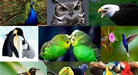 Tamaño de Resultado de imágenes de 10 especies de aves.: 194 x 106. Fuente: pajareandoando.com.mx