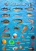 Image result for Sea Creatures List. Size: 74 x 106. Source: animals-14.blogspot.com