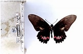 Image result for Mimoides ariarathes. Size: 163 x 106. Source: www.butterfliesofamerica.com