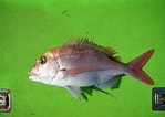 Image result for "dentex Canariensis". Size: 149 x 106. Source: armacao.exblog.jp