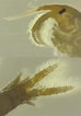 Afbeeldingsresultaten voor "echinogammarus Pirloti". Grootte: 74 x 106. Bron: www.researchgate.net