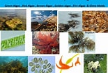 Afbeeldingsresultaten voor Algae species. Grootte: 155 x 106. Bron: ibiologia.com