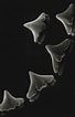 Image result for "pliotrema Warreni". Size: 68 x 106. Source: shark-references.com