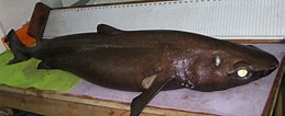 Image result for "centroscymnus Coelolepis". Size: 259 x 106. Source: tiburonesengalicia.blogspot.com