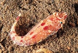 Image result for "diplecogaster Bimaculata". Size: 154 x 106. Source: www.britishmarinelifepictures.co.uk