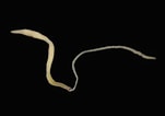 Image result for "tetrastemma Melanocephalum". Size: 151 x 106. Source: www.aphotomarine.com