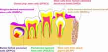 3rd Molar Dental Pulp Cells માટે ઇમેજ પરિણામ. માપ: 218 x 106. સ્ત્રોત: stemcellsjournals.onlinelibrary.wiley.com