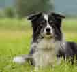 Image result for Border Collie. Size: 113 x 106. Source: animalia-life.club