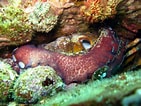 Image result for "octobranchus Floriceps". Size: 141 x 106. Source: colinknight.blogspot.com