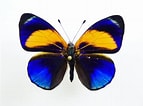 Image result for "cosmetirella Davisi". Size: 143 x 106. Source: www.aureus-butterflies.de