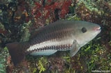 Image result for Scarus vetula Superklasse. Size: 160 x 106. Source: reeflifesurvey.com