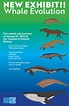 Image result for evolution of Whales. Size: 69 x 106. Source: www.animalia-life.club