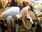 Image result for Fiona pinnata Dieet. Size: 141 x 106. Source: mollusca.co.nz