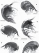 Afbeeldingsresultaten voor "lestrigonus Bengalensis". Grootte: 78 x 106. Bron: www.semanticscholar.org