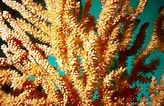 Afbeeldingsresultaten voor "eunicella Verrucosa". Grootte: 164 x 106. Bron: www.european-marine-life.org