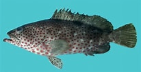 Image result for "epinephelus Haifensis". Size: 206 x 106. Source: ncfishes.com
