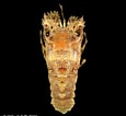 Image result for "scyllarus Brevicornis". Size: 115 x 106. Source: www.crustaceology.com