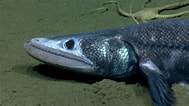 Image result for "cynoponticus Ferox". Size: 189 x 106. Source: www.fishesofaustralia.net.au