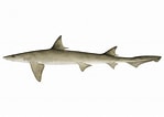 Image result for "leptocharias Smithii". Size: 149 x 106. Source: fishillust.com