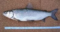 Image result for "coregonus Sardinella". Size: 198 x 106. Source: www.fishbase.se