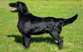 Image result for Flat Coated Retriever Opprinnelse. Size: 168 x 106. Source: www.hundeo.com