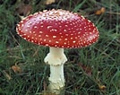 Image result for Fungi Examples. Size: 134 x 106. Source: taylorsciencegeeks.weebly.com