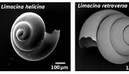 Afbeeldingsresultaten voor "limacina retroversa Balea". Grootte: 183 x 106. Bron: marine.gov.scot