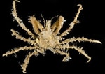 Image result for "oregonia Gracilis". Size: 150 x 106. Source: www.invertebase.org