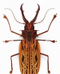 Afbeeldingsresultaten voor "pleistacantha Cervicornis". Grootte: 86 x 106. Bron: www.pinterest.com