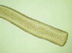 Image result for "tetrastemma Melanocephalum". Size: 143 x 106. Source: www.aphotomarine.com
