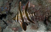 Image result for "procerus Armatus". Size: 165 x 106. Source: reeflifesurvey.com